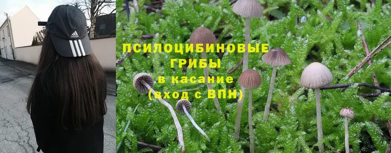 нарко площадка как зайти  мега   Анапа  как найти наркотики  Галлюциногенные грибы Psilocybe 